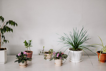 homemade green houseplants in pots of different shapes and sizes on a wide table against a light gray wall background