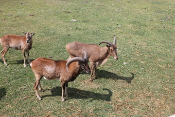 safari, saffari, ciervos, cabras