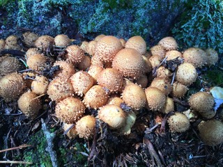 grzyby w Szwajcarii  © Maciej