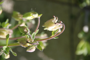 Colorful pastel columbine granny's bonnet spring wildflowers
