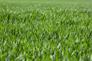 Green field of young winter wheat. Agriculture