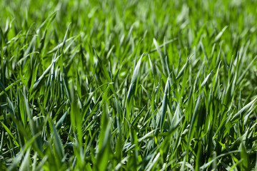Sprouts of young green wheat. Agriculture