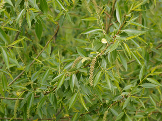 Salix alba - Saule blanc ou saule commun   © Marc