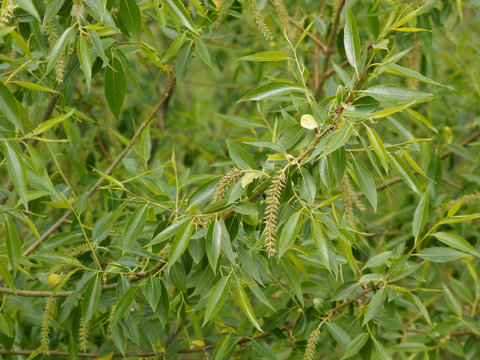 Salix alba - Saule blanc ou saule commun 
