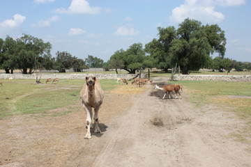 Camel, camello