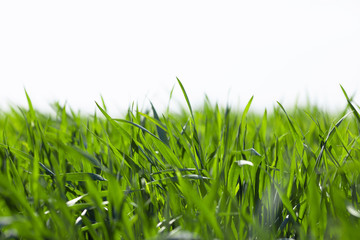 Young green wheat grows in a field. Agriculture backgrounds	