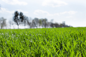 Field of green wheat. Agriculture