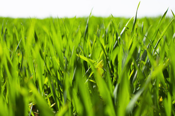 Fresh green grass background. Spring field