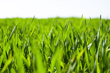 Green grass in the morning. Nature background
