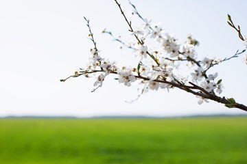 cherry blossom in spring on green field background