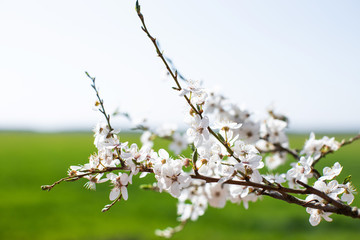 Cherry tree blossom. Spring background