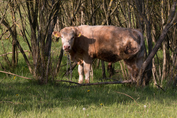 Kuhbulle