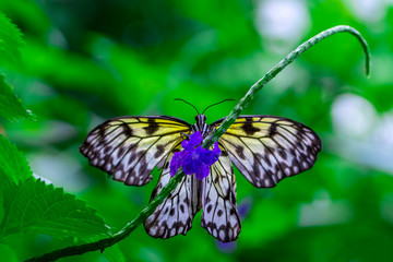Closeup beautiful butterfly in a summer garden