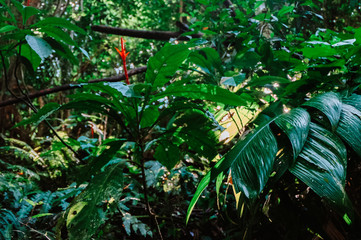 Flowers in the jungle