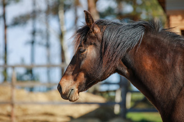 closeup portrait of mare horse in paddock in spring in daytime