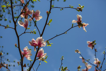 Garden in spring time. Close up of pink magnolia blossoms. Spring floral background with magnolia flowers. Blooming Magnolia tree. Selective focus. Concept of beautiful background.
