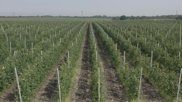 Apple plantation, orchard with anti hail net for protection from above, aerial shot, natural disaster and severa weather protection in agriculture, fruit production