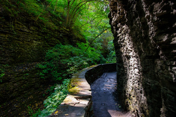 Obraz premium path in the forest