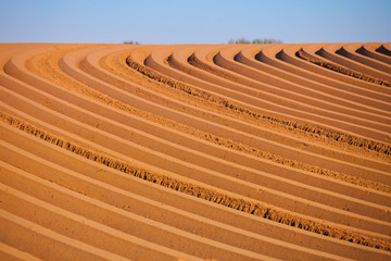 fresh asperagus field with typical walls