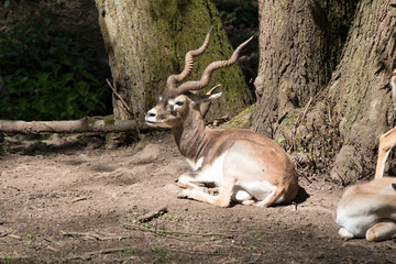 Hirschziegenantilope