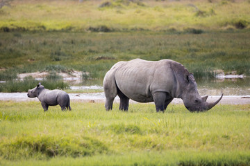Fototapeta premium Nashorn Mama und Baby