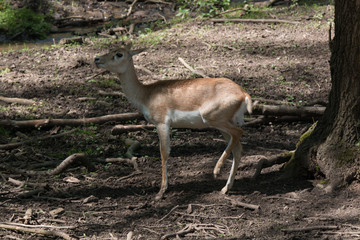 Hirschziegenantilope