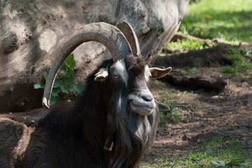 Ziege Portrait