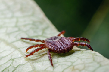 A dangerous parasite and infection carrier mite sitting on a green leaf