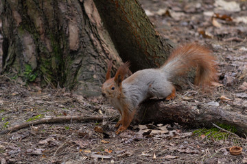 Squirrel on ground in the park. Animals