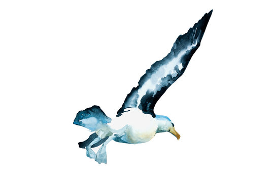 Watercolor black winged seagull in a beginning of the flyght, back view. Original hand painted bird illustration isolated on white background
