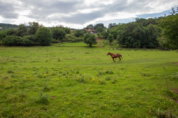 horse in the meadow 