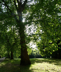 Fototapeta premium tree in the park