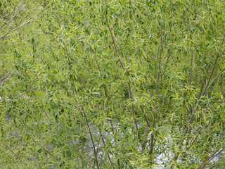 (Salix alba) Feuillage vert argenté et chatons vert-jaune du Saule blanc