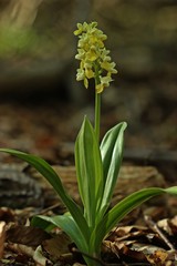 Obraz premium Blasses Knabenkraut (Orchis pallens)