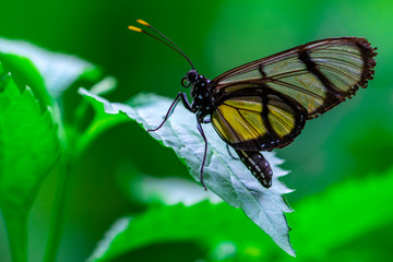 Closeup beautiful butterfly in a summer garden