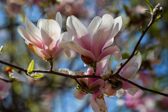 Garden in spring time. Close up of pink magnolia blossoms. Spring floral background with magnolia flowers. Blooming Magnolia tree. Selective focus. Concept of beautiful background.