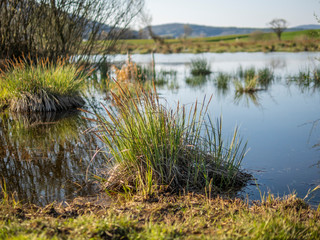 Dry patches of grass on the border of a lake in Switzerland