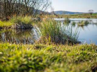Fototapeta premium Dry patches of grass on the border of a lake in Switzerland