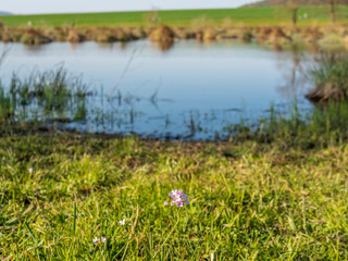 Obraz premium Pink wildflowers among the grass on the border of a lake in Switzerland