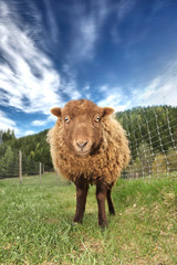 brown Sheep 