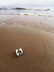 Top view of sea shells of mussels on the sand on beach. Shallow depth of focus. Summer concept panorama with waves and cloudy sky