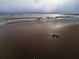 Top view of sea shells of mussels on the sand on beach. Shallow depth of focus. Summer concept panorama with waves and cloudy sky