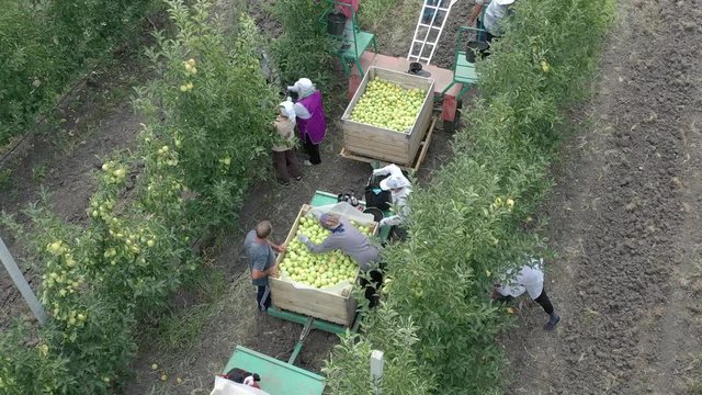 Apple plantation, orchard with anti hail net for protection from above, aerial shot, natural disaster and severa weather protection in agriculture, fruit production