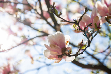 Garden in spring time. Close up of pink magnolia blossoms. Spring floral background with magnolia flowers. Blooming Magnolia tree. Selective focus. Concept of beautiful background.