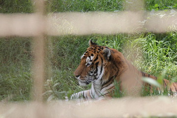Tiger, tigre, caged tiger, tigre en jaula, enjaulado