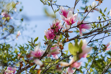 Garden in spring time. Close up of pink magnolia blossoms. Spring floral background with magnolia flowers. Blooming Magnolia tree. Selective focus. Concept of beautiful background.