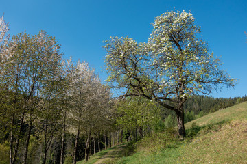 Fototapeta premium OBSTBAUMBLÜTE . KIRSCHBLÜTE . FLOWERING SEASON
