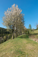 OBSTBAUMBLÜTE . KIRSCHBLÜTE . FLOWERING SEASON