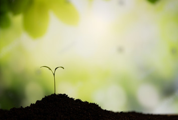 The seedling are growing from the rich soil to the morning sunlight that is shining