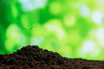 Young green sprout with water drop growing out from soil isolated on blurred green bokeh background